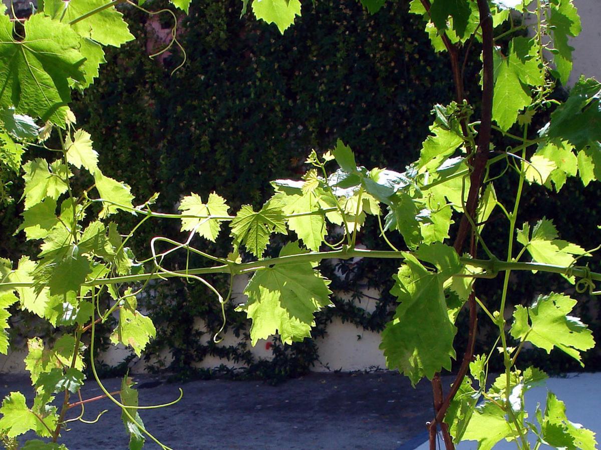 مونبيلييه Le Clos Chez Michel المظهر الخارجي الصورة