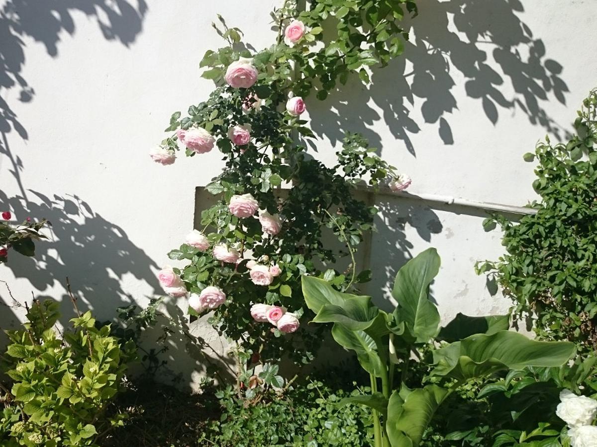 مونبيلييه Le Clos Chez Michel المظهر الخارجي الصورة